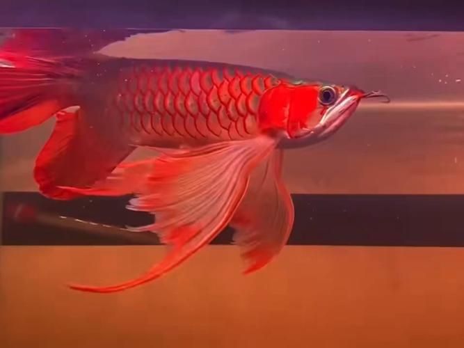 給我一張高清的龍鳳魚圖片
