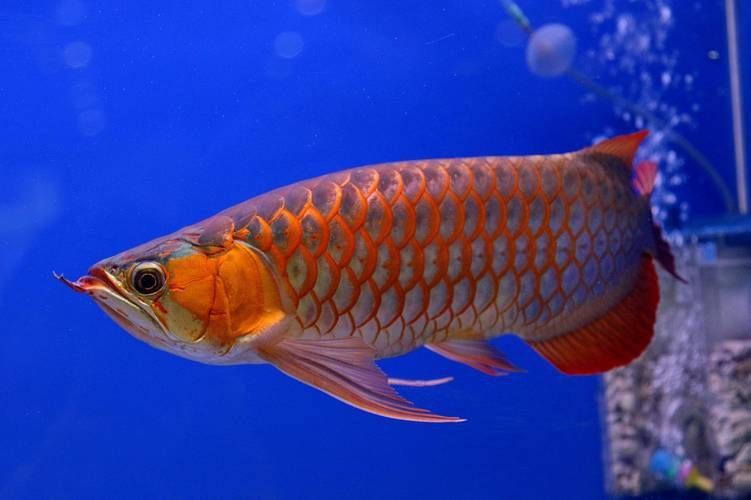 給我一張高清的龍鳳魚圖片