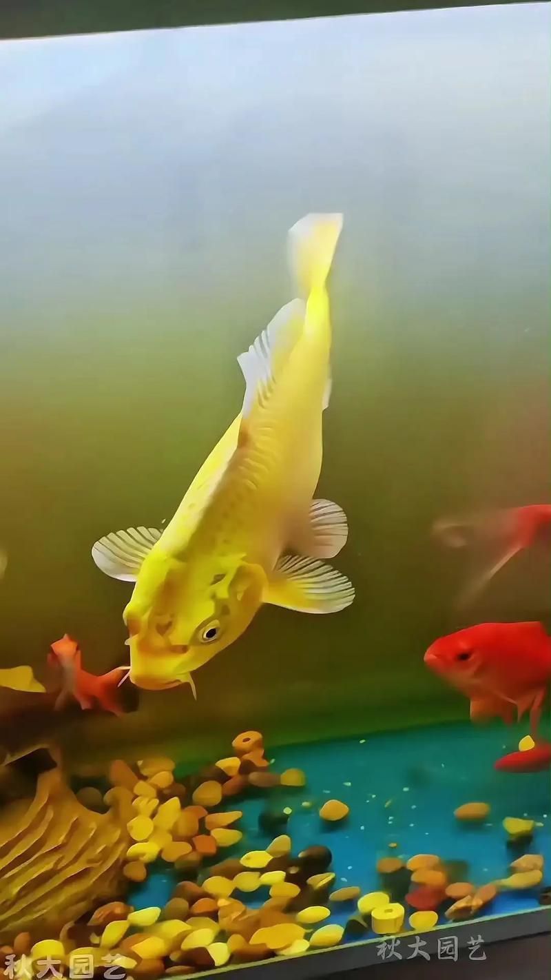給我一張高清的龍鳳魚圖片