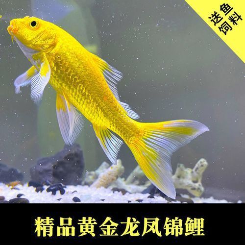 給我一張高清的龍鳳魚圖片