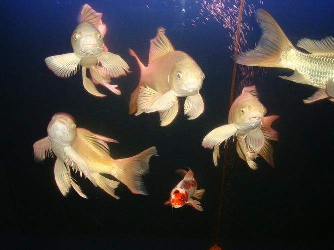 給我一張高清的龍鳳魚圖片