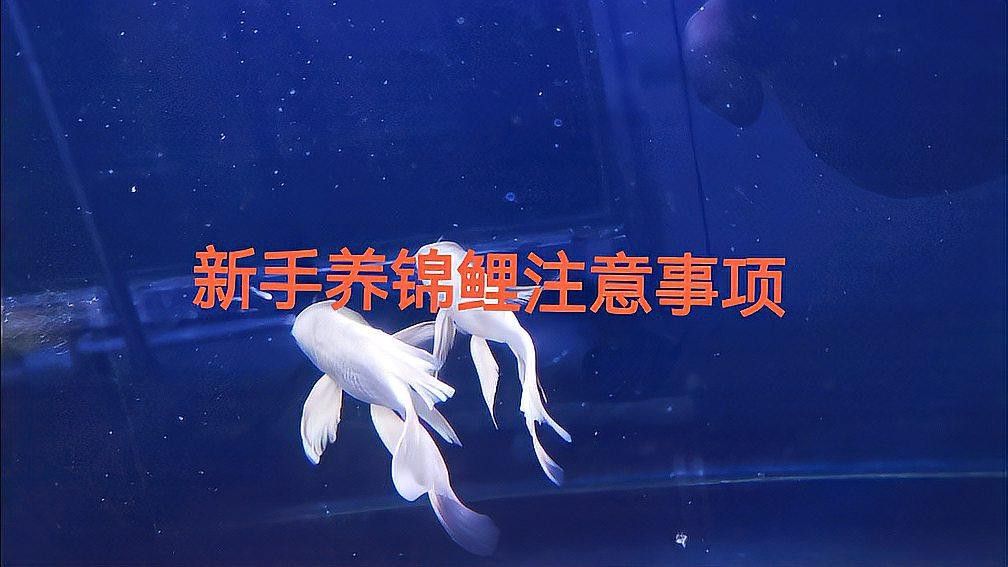 新手養錦鯉需要注意什么？
