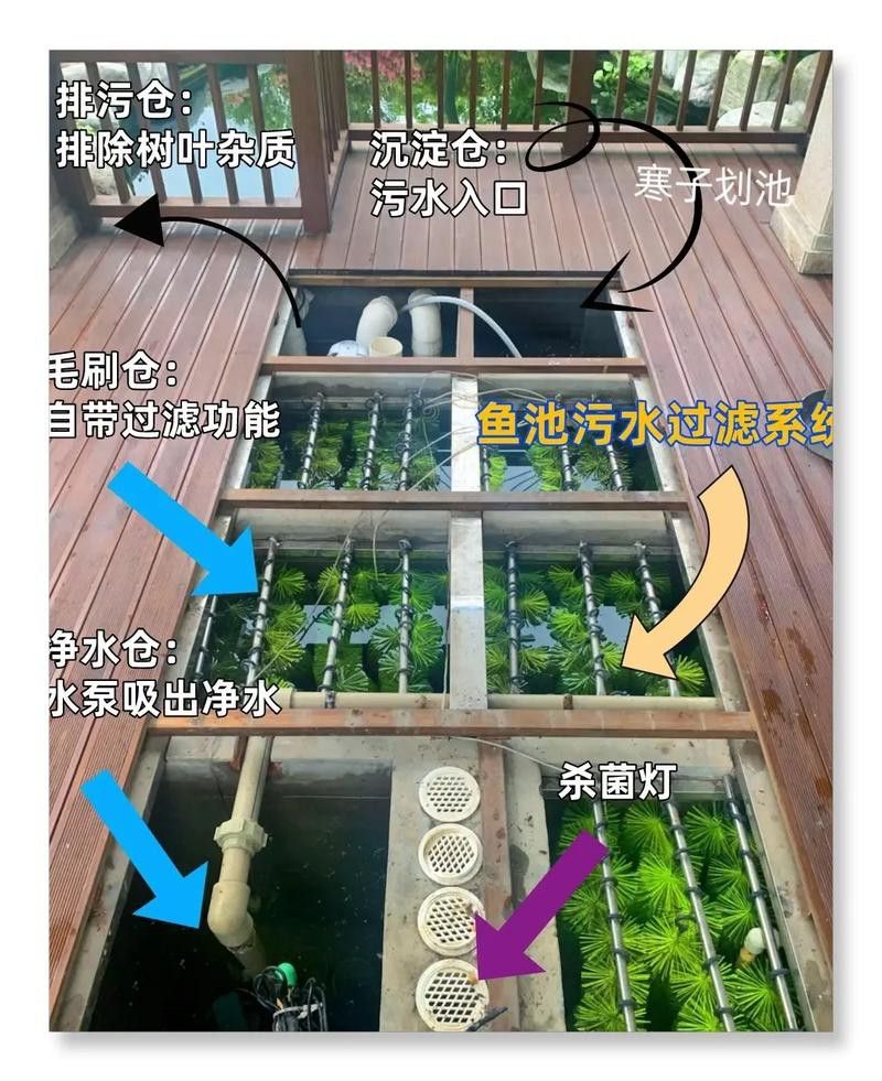 新手養錦鯉需要注意什么？