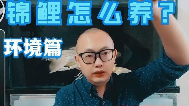 新手養錦鯉需要注意什么？