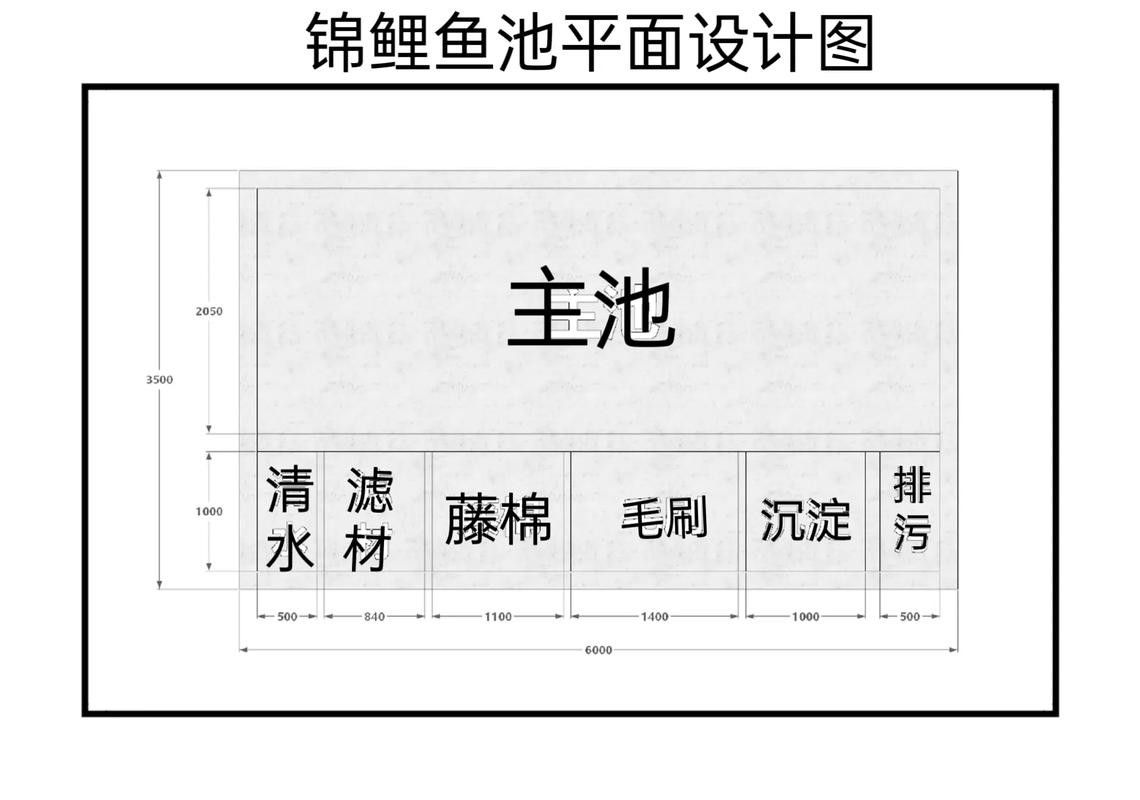 新手養錦鯉需要注意什么？