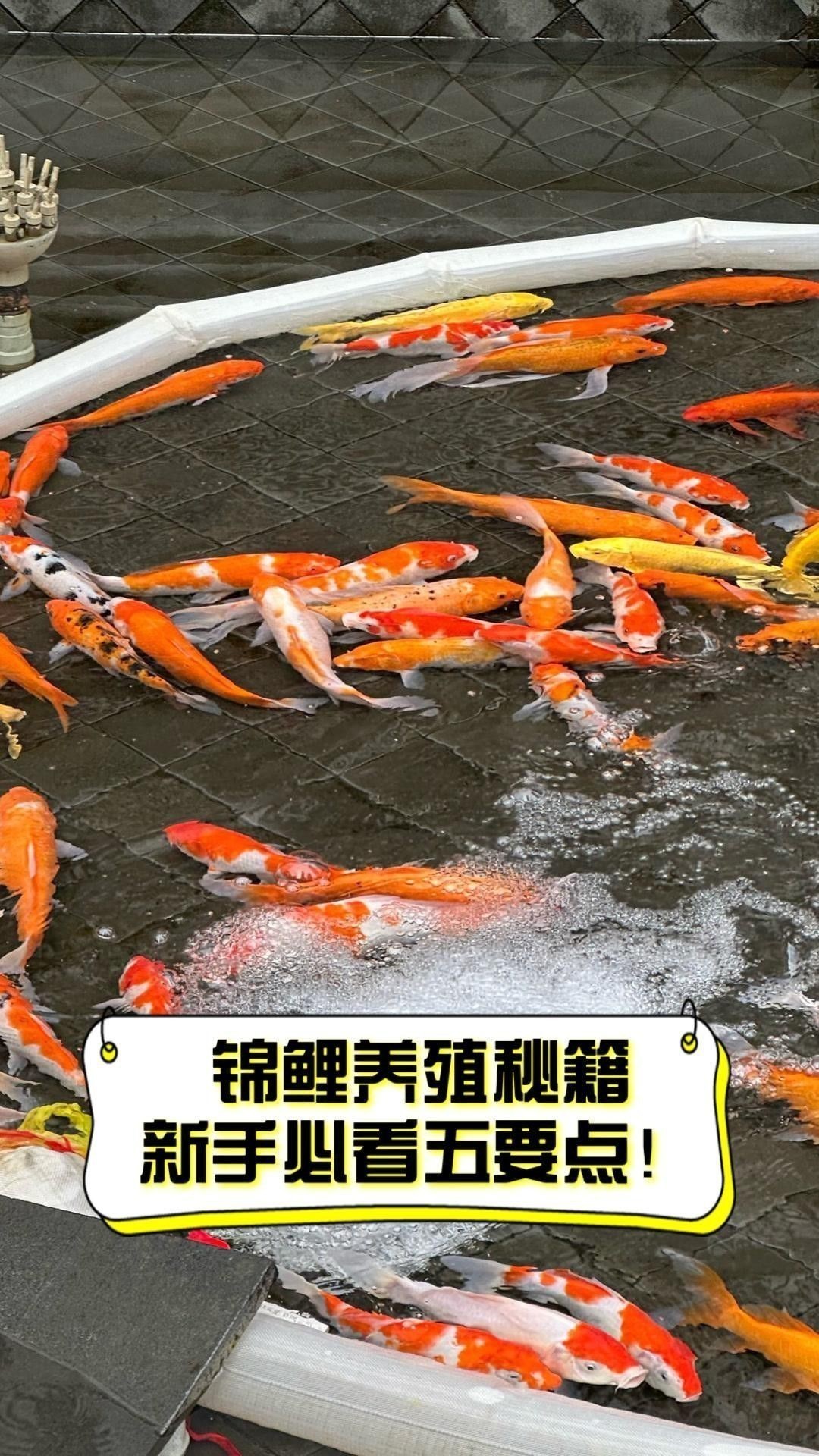 新手養錦鯉需要注意什么？