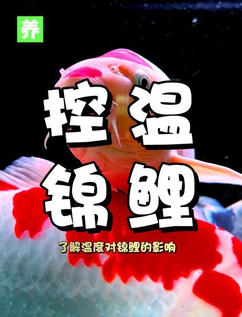 新手養錦鯉需要注意什么？