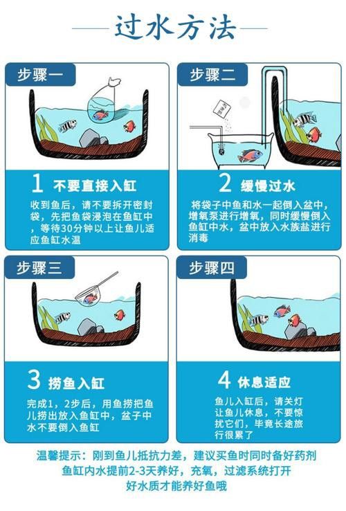 新手養錦鯉需要注意什么？