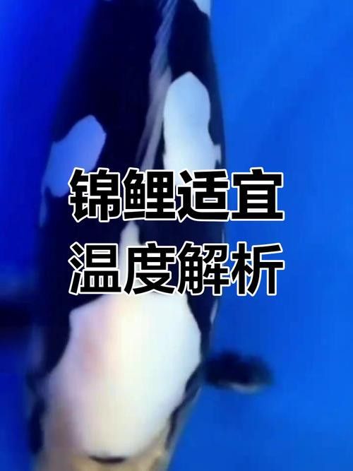 新手養錦鯉需要注意什么？