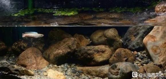 雷龍魚吃活魚嗎