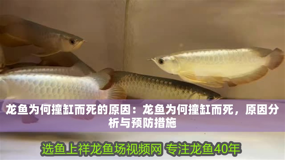 龍魚為何撞缸而死的原因：龍魚為何撞缸而死，原因分析與預防措施