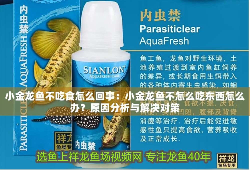 小金龍魚不吃食怎么回事：小金龍魚不怎么吃東西怎么辦？原因分析與解決對策