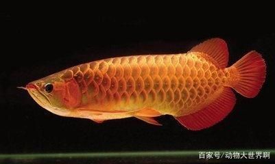 龍魚總咬別的魚怎么解決方法：如何解決龍魚咬其他魚的問題