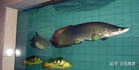 龍魚是鯉魚嗎：如何區分不同種類的龍魚