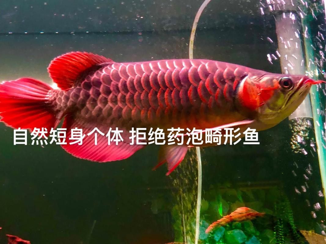 如何區(qū)分福龍王龍魚(yú)的不同品種？