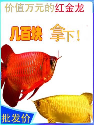 藍(lán)底過背金龍魚的市場價(jià)格
