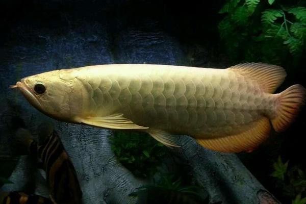 藍(lán)底過背金龍魚的市場價(jià)格