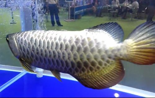 廣州龍魚展會在哪里舉行：2023廣州國際漁業博覽會