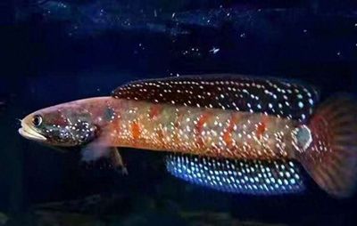雷龍魚顏值排行第幾（什么是雷龍魚）