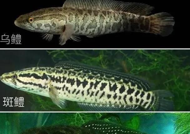雷龍魚顏值排行第幾（什么是雷龍魚）