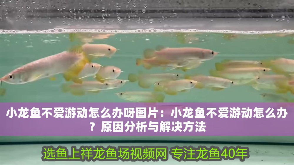 小龍魚不愛游動怎么辦呀圖片：小龍魚不愛游動怎么辦？原因分析與解決方法