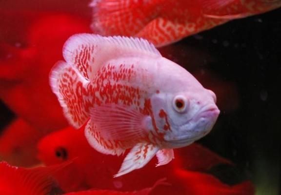 小龍魚不愛游動怎么辦呀圖片：小龍魚不愛游動怎么辦？原因分析與解決方法