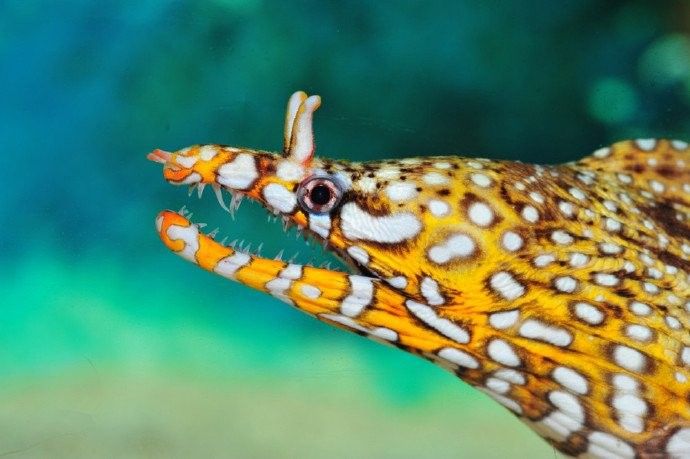 鰻鳚的“龍紋”有哪些類型？