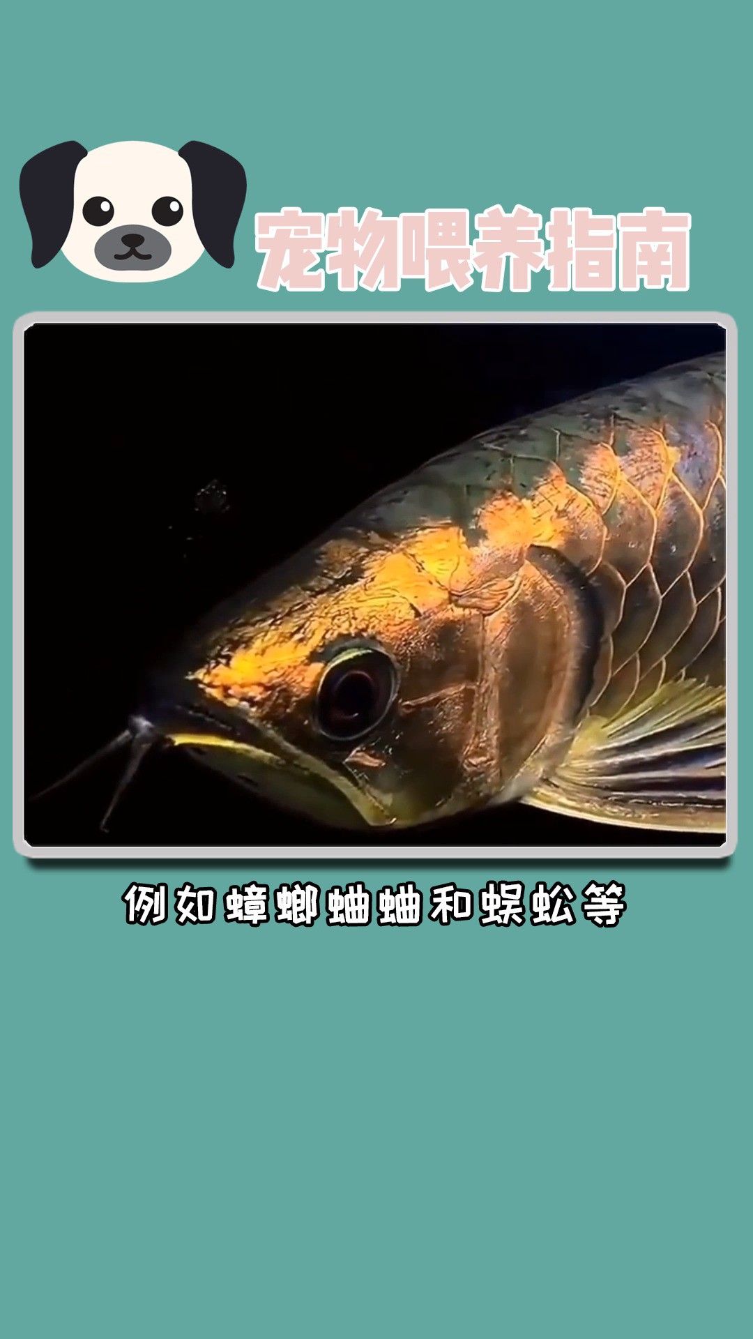 50公分過背金龍魚多久喂一次