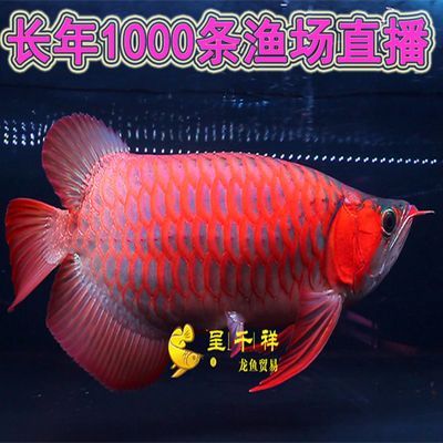 龍魚(yú)十大漁場(chǎng)排名：馬來(lái)西亞龍魚(yú)十大漁場(chǎng)排名 龍魚(yú)十大漁場(chǎng)排名：馬來(lái)西亞龍魚(yú)十大漁場(chǎng)排名 龍魚(yú)百科 第3張