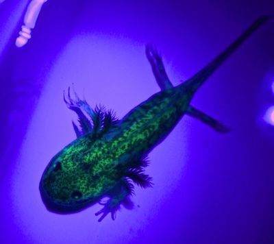 六角恐龍魚種類大全，六角恐龍魚種類詳細介紹