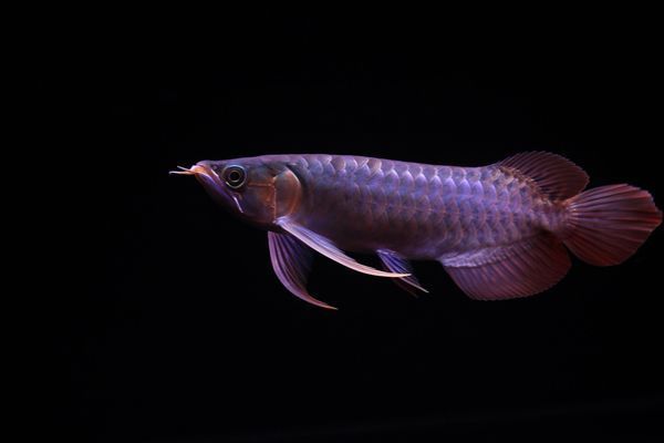 龍魚一缸養幾條合適呢：關于龍魚的養殖數量，需要考慮多個因素 龍魚一缸養幾條合適呢：關于龍魚的養殖數量，需要考慮多個因素 龍魚百科 第2張