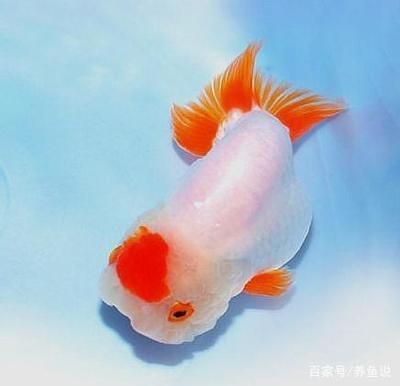 幾十萬的金龍魚：幾十萬的金龍魚價格可以從幾十萬到數萬元到數萬元之間