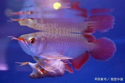 幾十萬的金龍魚：幾十萬的金龍魚價格可以從幾十萬到數萬元到數萬元之間