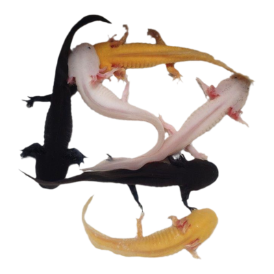 十大名牌龍魚排名及圖片