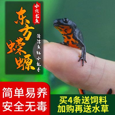 十大名牌龍魚排名及圖片