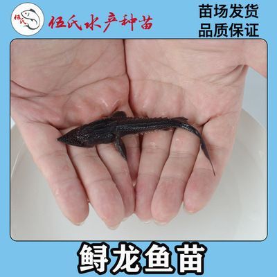 龍魚苗種子購買途徑：在尋找龍魚苗種子的購買途徑時可以從以下幾個方面進行考慮