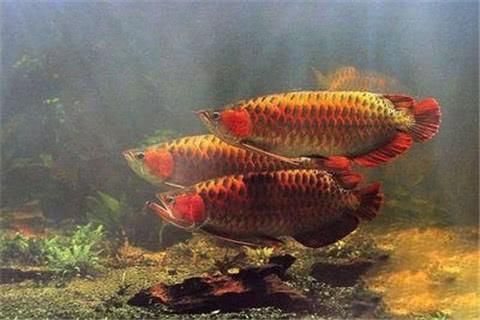 紅龍魚品種排名前十名有哪些（紅龍魚品種排名前十名）