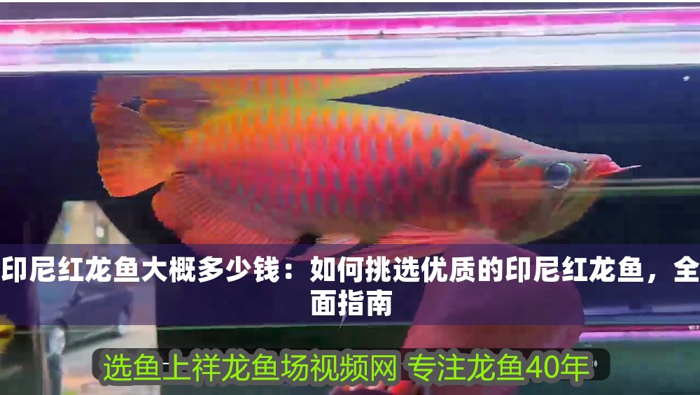 印尼紅龍魚大概多少錢：如何挑選優質的印尼紅龍魚，全面指南