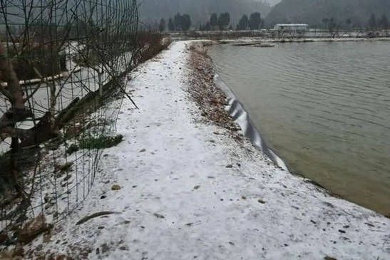 印尼紅龍魚大概多少錢：如何挑選優質的印尼紅龍魚，全面指南