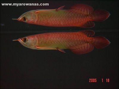龍魚a過和b過區別是什么：a級過背金龍魚和b級過背金龍魚在品相和價格上有所不同