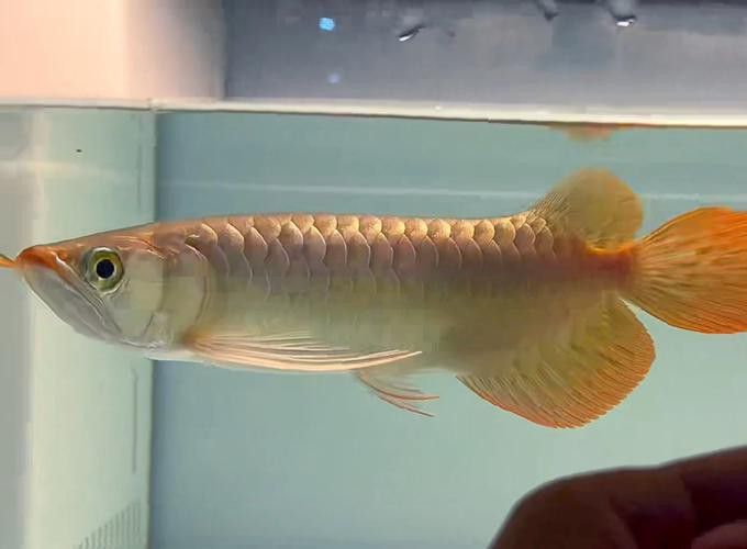 大湖紅龍魚的特點(diǎn)是什么？