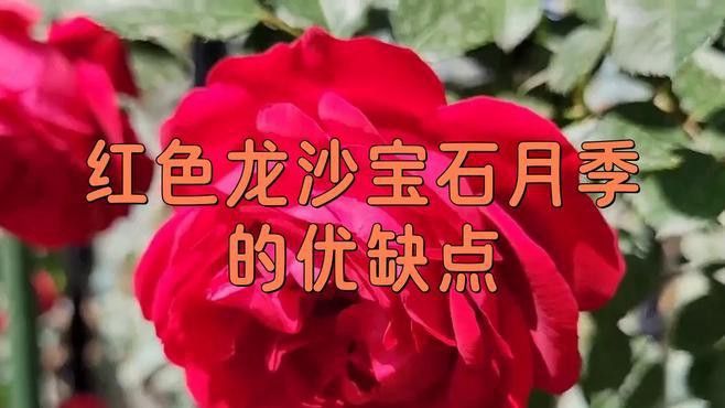 如何判斷紅龍是否感染病害？