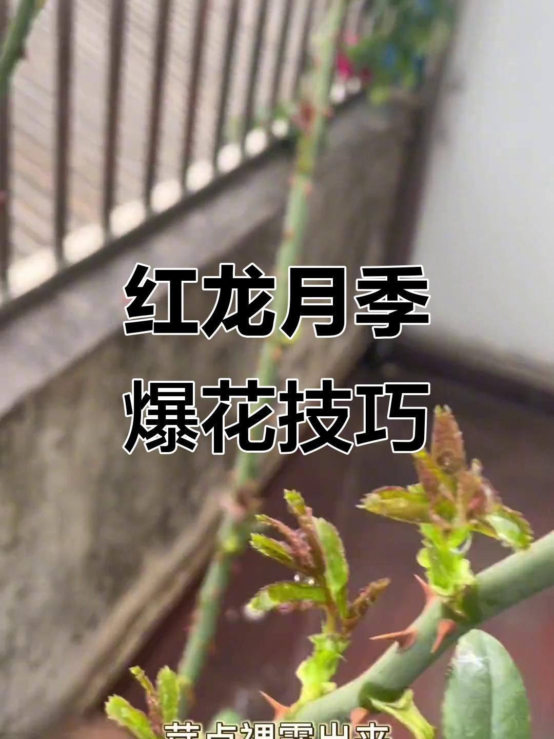 如何判斷紅龍是否感染病害？