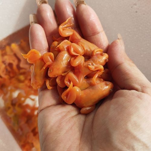 龍魚吃魚糧到底好不好呢怎么看
