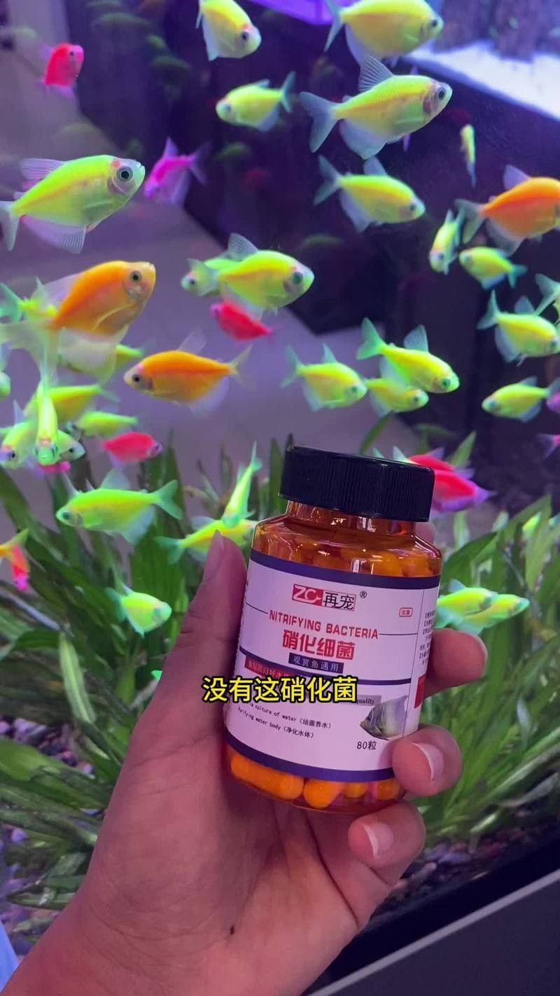 龍魚吃魚糧到底好不好呢怎么看