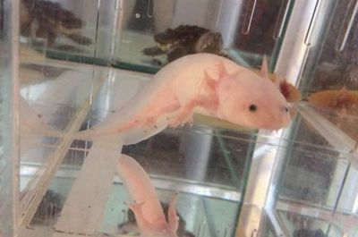 龍魚為什么撞缸會(huì)死：龍魚撞缸的危害及處理方法龍魚撞缸的危害及處理方法