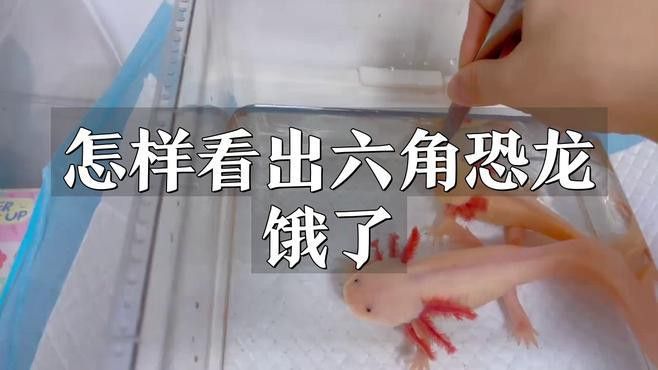 如何判斷六角龍魚是否饑餓？