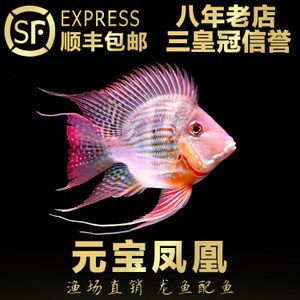 金龍魚配魟魚【金龍魚和魟魚混養(yǎng)時(shí)需要注意以下多個(gè)方面,數(shù)量方面】