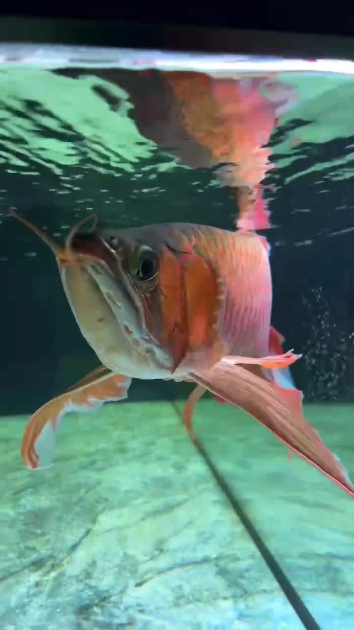 龍魚攝影作品的市場價值如何？