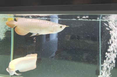 怎樣讓龍魚增強食欲的方法：如何提高龍魚的食欲和食量